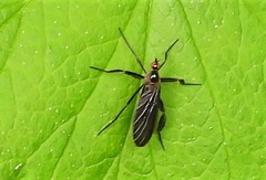 Rhamphomyia longicauda