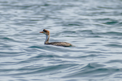 Rollandia microptera