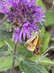 Ochlodes agricola
