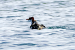 Rollandia microptera