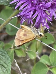 Ochlodes agricola