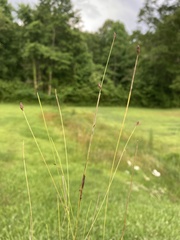 Eleocharis tenuis pseudoptera