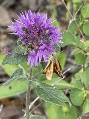 Ochlodes agricola