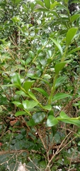 Buxus sinica
