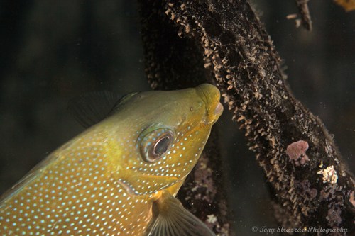 Siganus randalli observed 2014-11-05