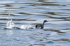 Rollandia microptera