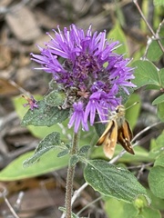 Ochlodes agricola