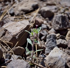 Allophyllum divaricatum