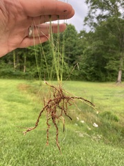 Eleocharis tenuis pseudoptera