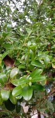 Buxus sinica