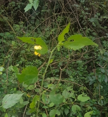 Pavonia sepium