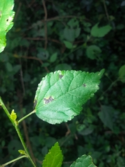 Pavonia sepium