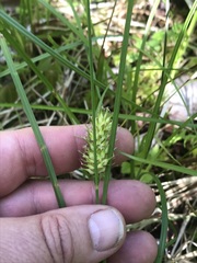 Carex bullata