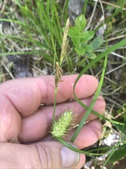 Carex bullata