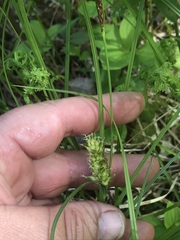 Carex bullata