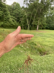 Eleocharis tenuis pseudoptera