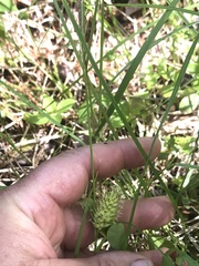 Carex bullata