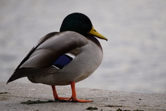 Anas platyrhynchos