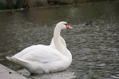 Cygnus olor