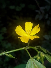 Pavonia sepium