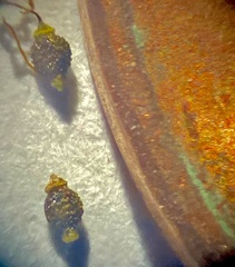 Eleocharis tenuis pseudoptera