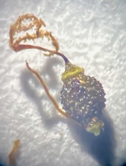 Eleocharis tenuis pseudoptera