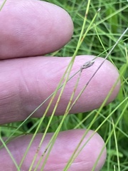 Eleocharis tenuis pseudoptera