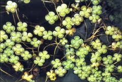 Marsilea mutica