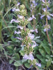 Salvia sonomensis