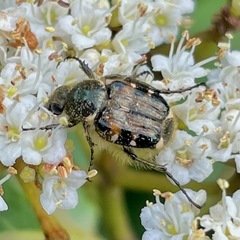 Trichiotinus piger