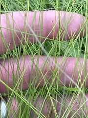 Eleocharis tenuis pseudoptera