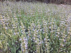 Salvia sonomensis