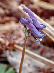 Corydalis pauciflora