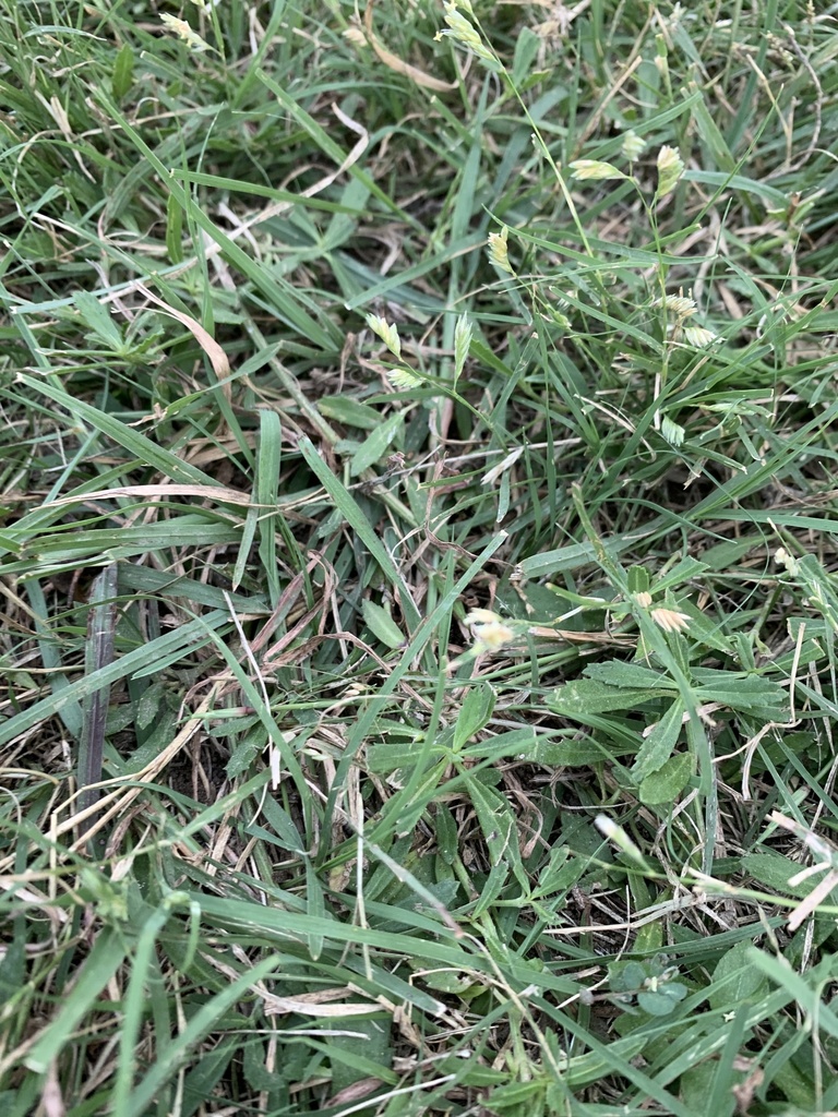 buffalograss from Schuster Rd, Round Top, TX, US on October 13, 2020 at ...