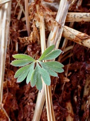 Corydalis pauciflora