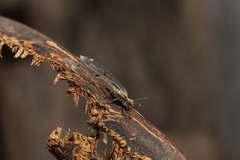 Dendroleon obsoletus