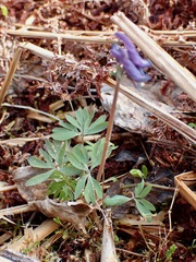 Corydalis pauciflora