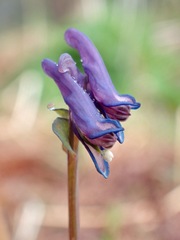 Corydalis pauciflora