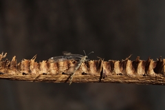 Dendroleon obsoletus