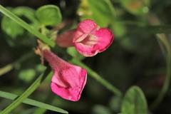 Scutellaria suffrutescens
