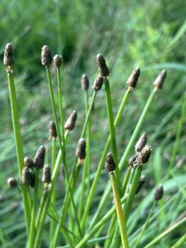 Eleocharis obtusa