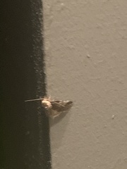 Aglossa costiferalis