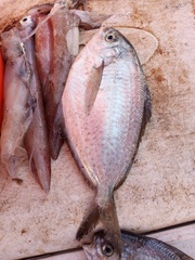 Peprilus triacanthus