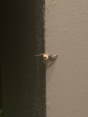 Aglossa costiferalis
