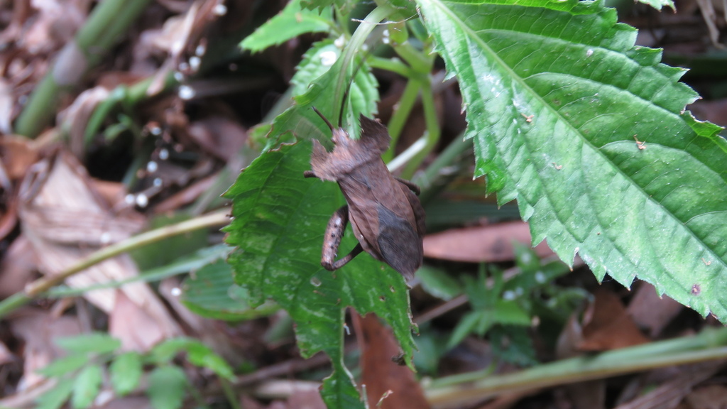 Molipteryx lunata