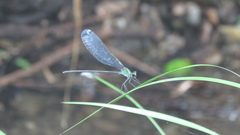 Psolodesmus mandarinus dorothea