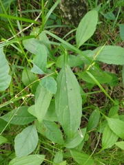 Rudbeckia terranigrae