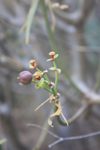 Fish-stunning Spurge