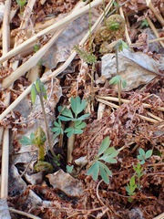 Corydalis pauciflora
