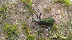 Stenochiinae